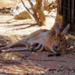 Red Kangaroo with joey (Osphranter rufus)