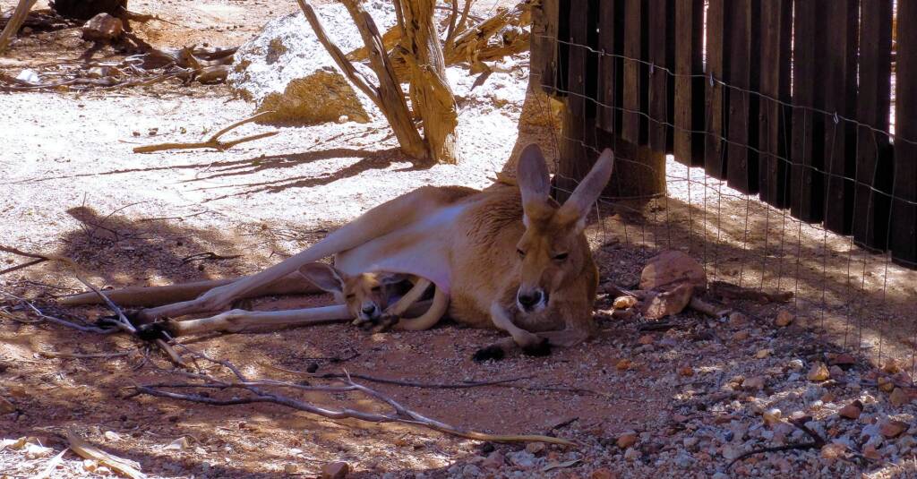 Red Kangaroo with joey (Osphranter rufus)