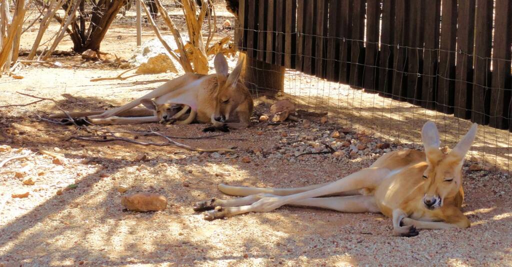 Red Kangaroos and joey (Osphranter rufus)