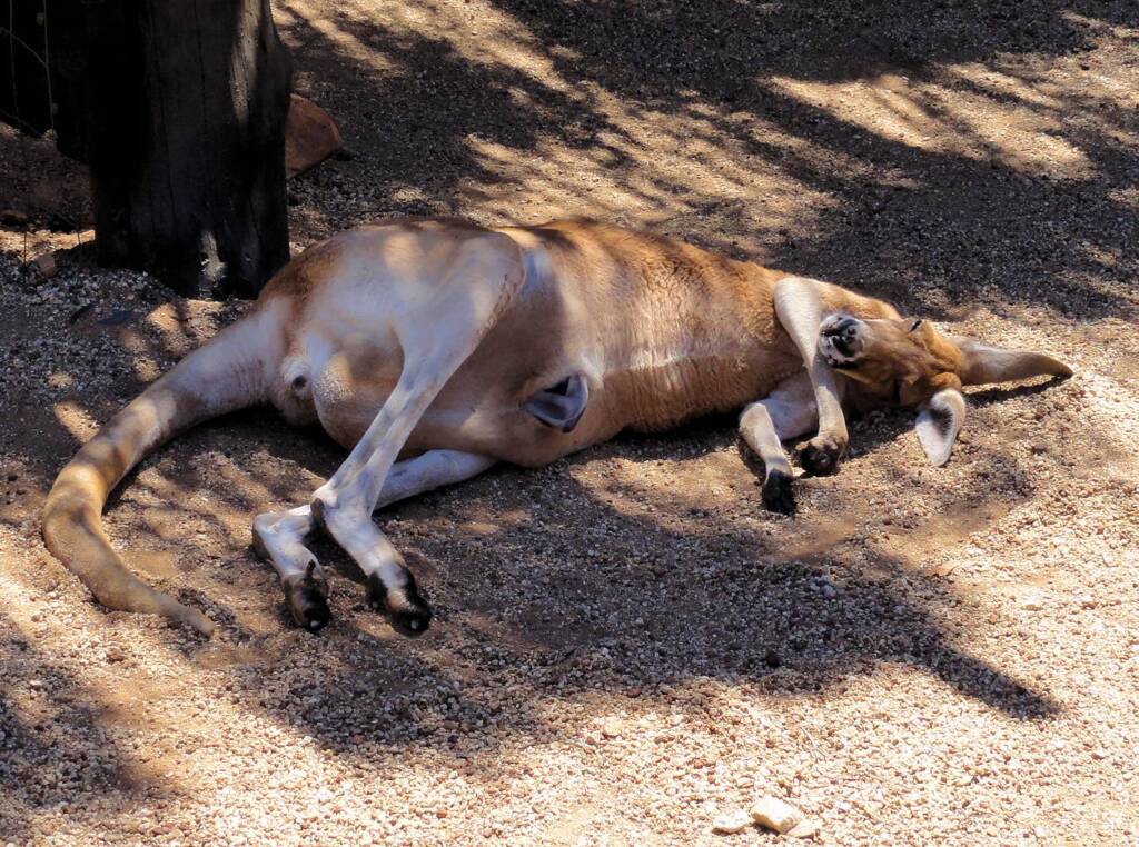 Red Kangaroo with joey in pouch (Osphranter rufus)