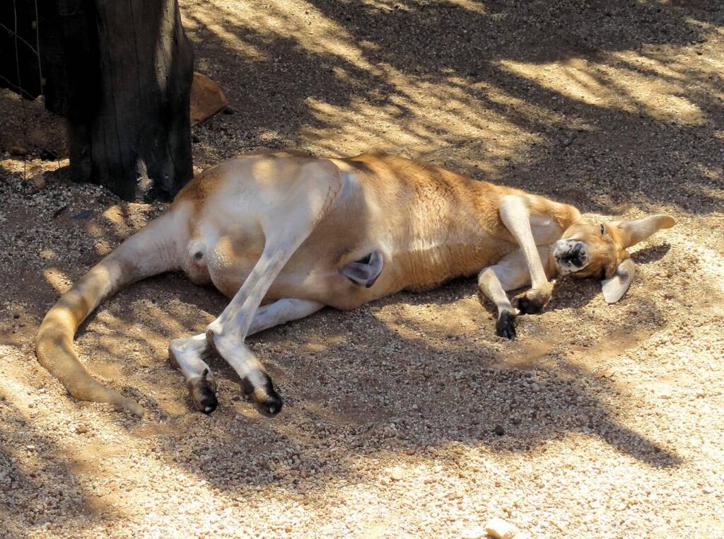 Red Kangaroo with joey in pouch (Osphranter rufus)