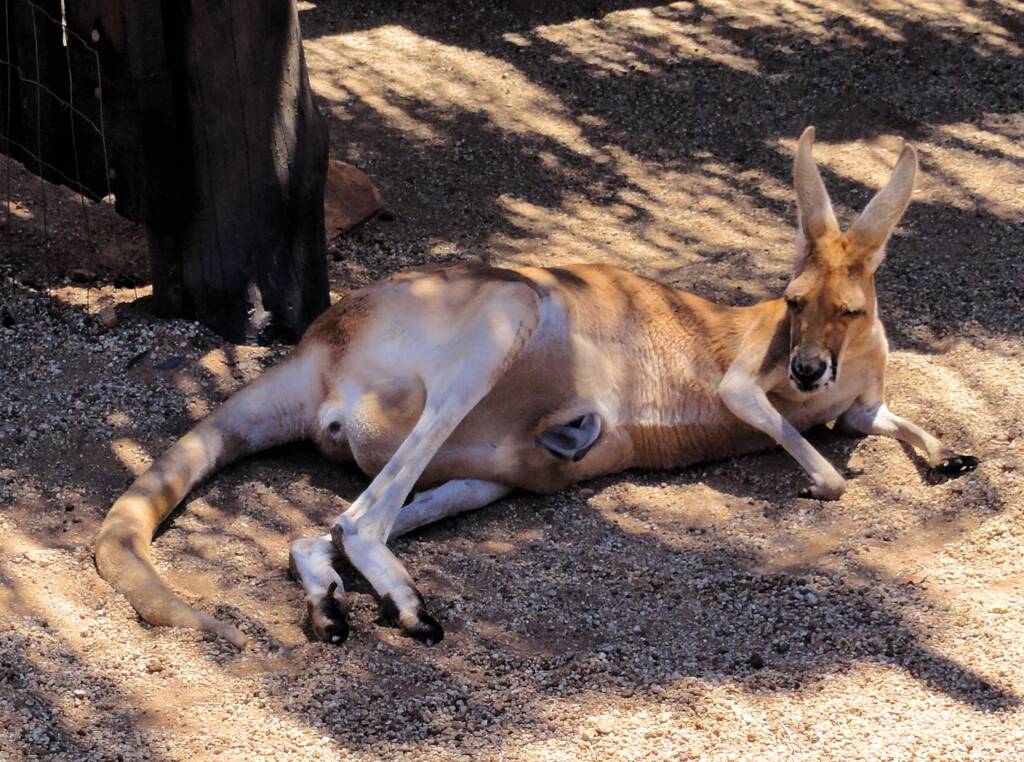 Red Kangaroo with joey in pouch (Osphranter rufus)