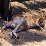 Red Kangaroo with joey in pouch (Osphranter rufus)