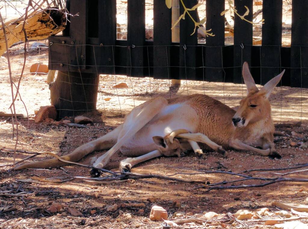 Red Kangaroo with joey in pouch (Osphranter rufus)