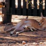 Red Kangaroo with joey in pouch (Osphranter rufus)