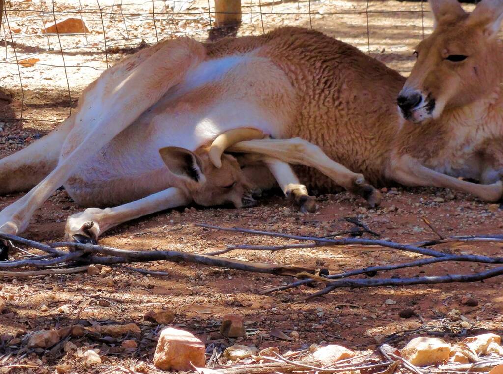Red Kangaroo with joey in pouch (Osphranter rufus)