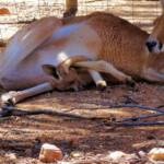 Red Kangaroo with joey in pouch (Osphranter rufus)