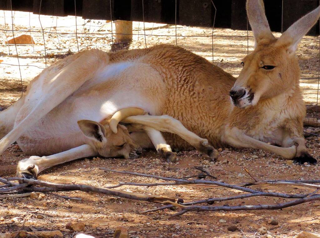 Red Kangaroo with joey in pouch (Osphranter rufus)