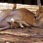 Red Kangaroo with joey in pouch (Osphranter rufus)