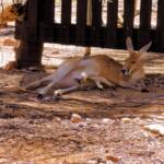 Red Kangaroo with joey in pouch (Osphranter rufus)