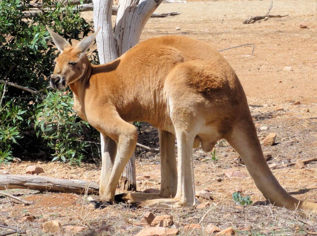 Red Kangaroo (Osphranter rufus)