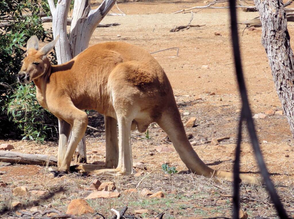 Red Kangaroo (Osphranter rufus)