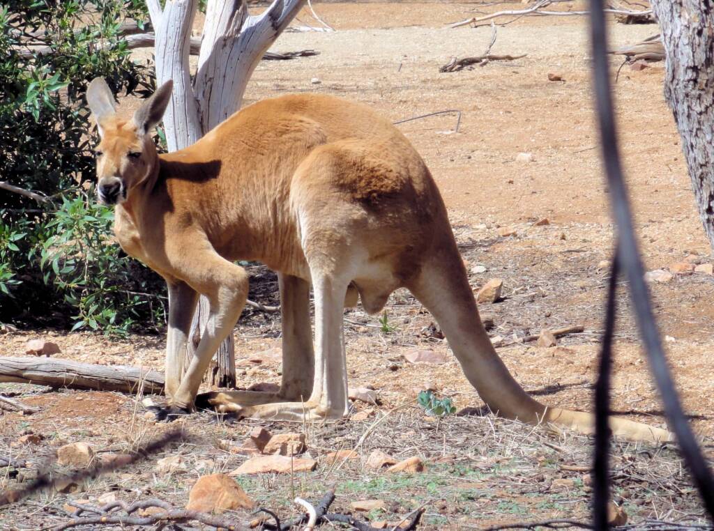Red Kangaroo (Osphranter rufus)