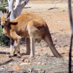 Red Kangaroo (Osphranter rufus)