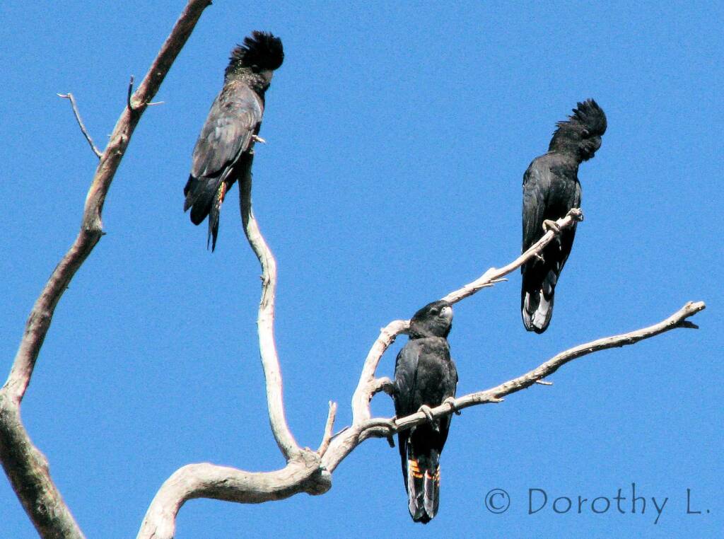 Red-tailed Black Cockatoos (Calyptorhynchus banksii)