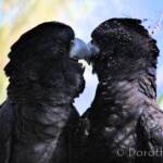 Pair of Red-tailed Black Cockatoos (Calyptorhynchus banksii)