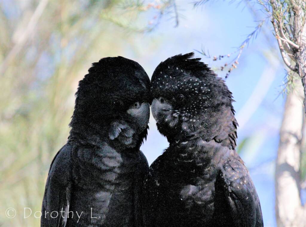 Pair of Red-tailed Black Cockatoos (Calyptorhynchus banksii)