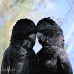Pair of Red-tailed Black Cockatoos (Calyptorhynchus banksii)