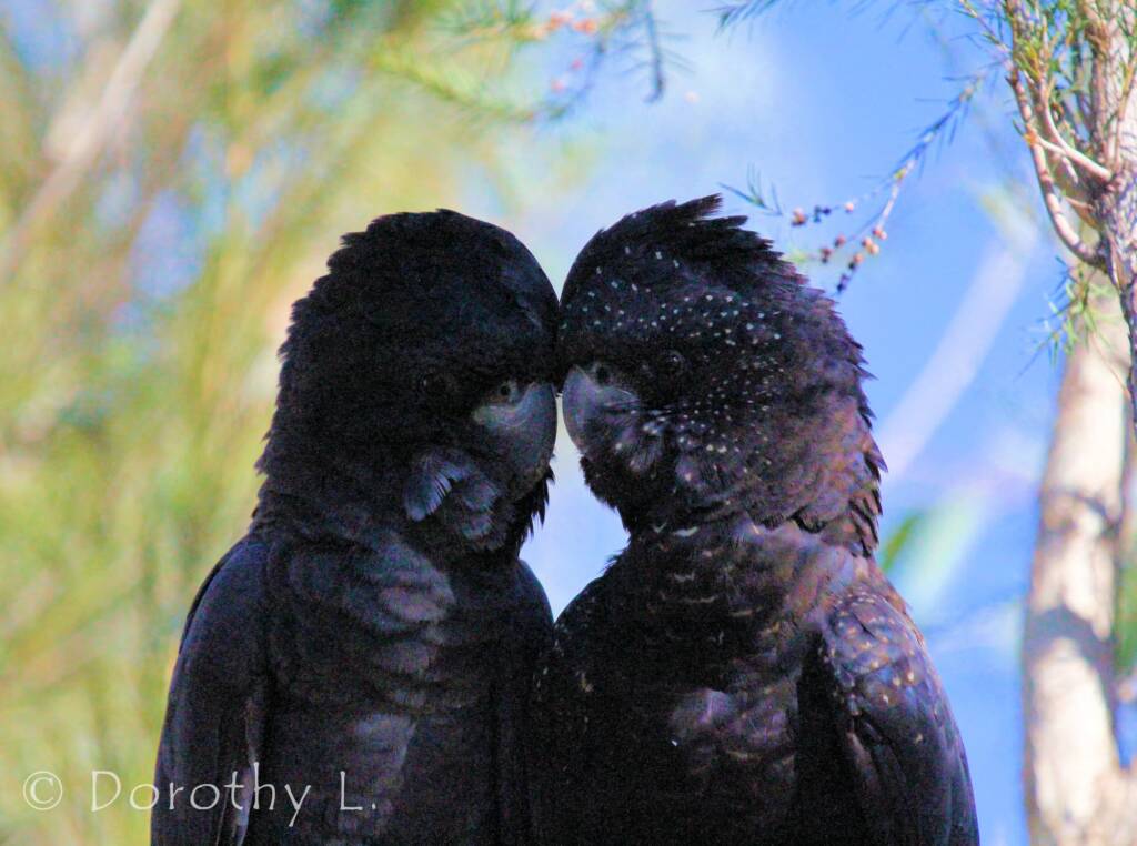 Pair of Red-tailed Black Cockatoos (Calyptorhynchus banksii)