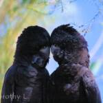 Pair of Red-tailed Black Cockatoos (Calyptorhynchus banksii)