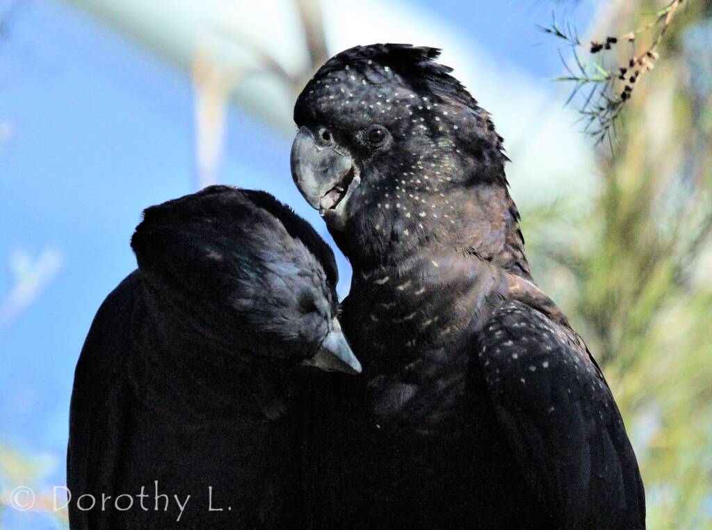 Pair of Red-tailed Black Cockatoos (Calyptorhynchus banksii)