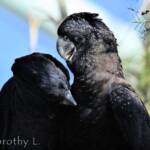 Pair of Red-tailed Black Cockatoos (Calyptorhynchus banksii)