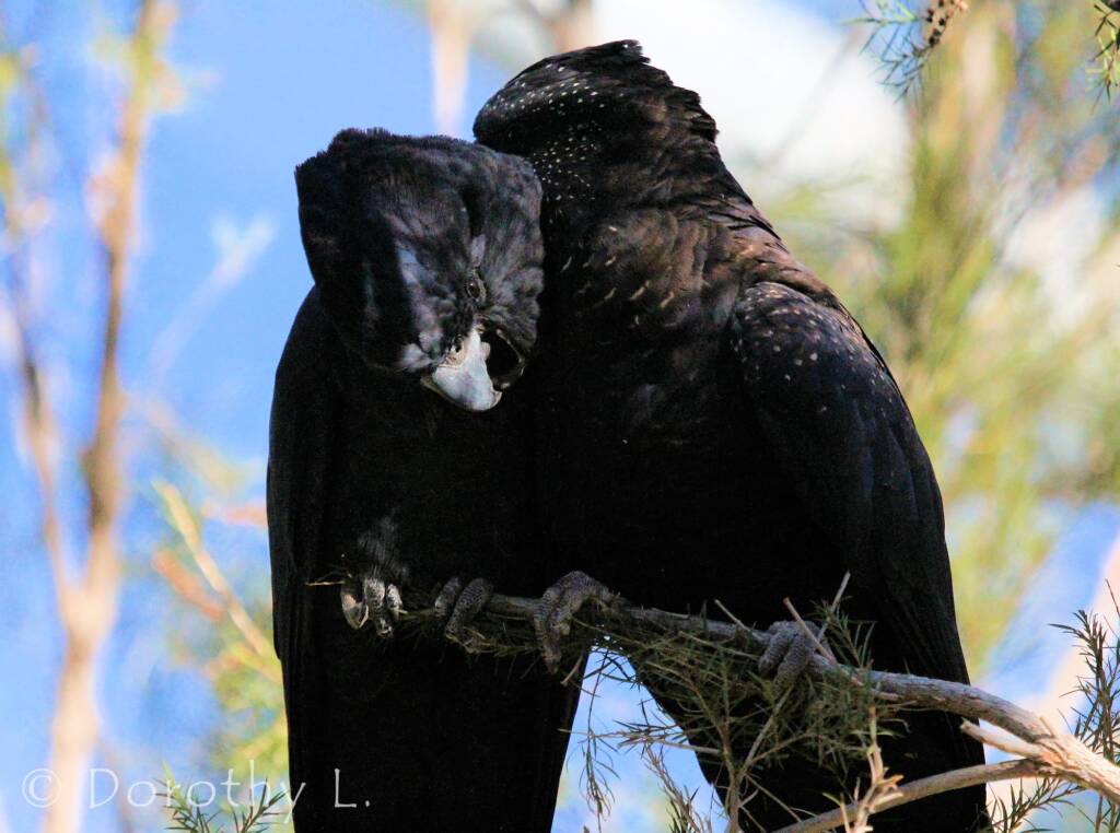 Pair of Red-tailed Black Cockatoos (Calyptorhynchus banksii)