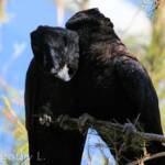 Pair of Red-tailed Black Cockatoos (Calyptorhynchus banksii)