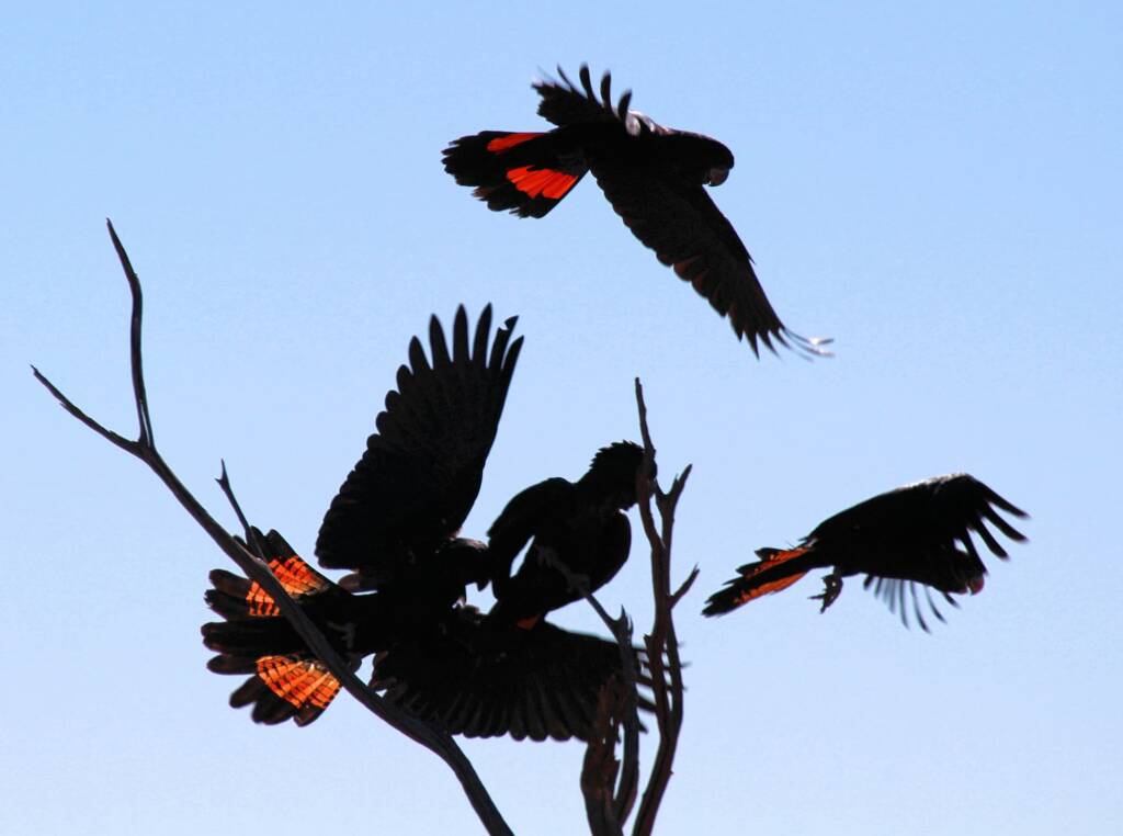 Red-tailed Black Cockatoos (Calyptorhynchus banksii)