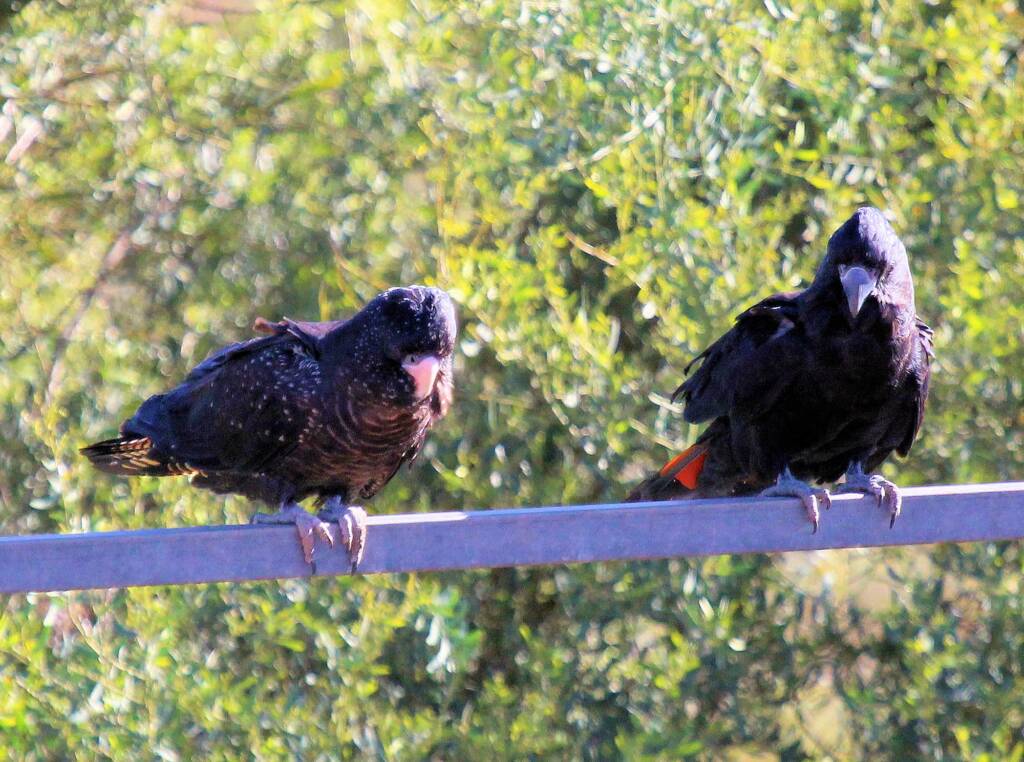 Pair of Red-tailed Black Cockatoos (Calyptorhynchus banksii)