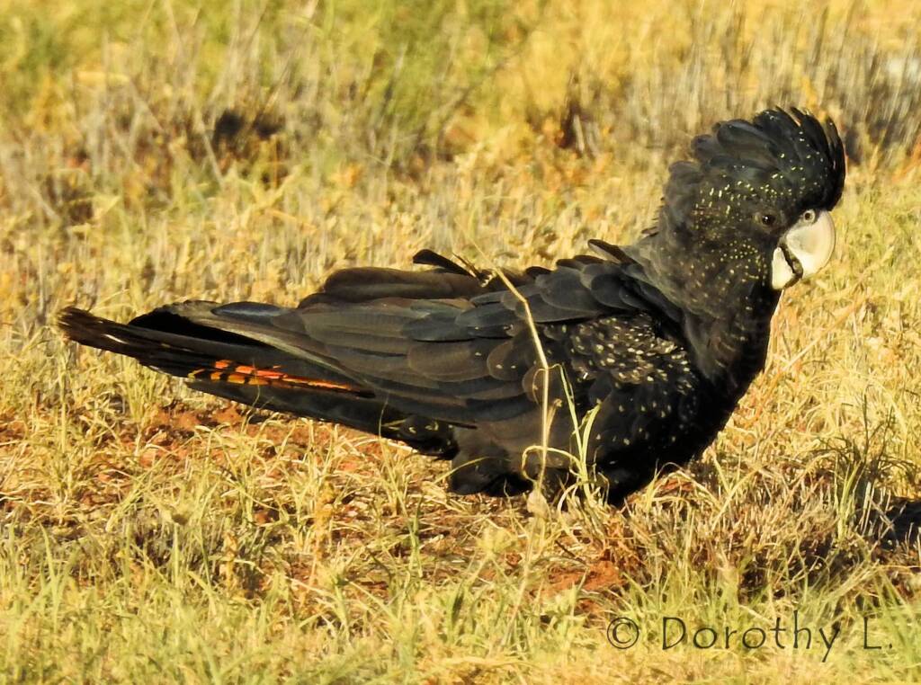 Red-tailed Black Cockatoo (Calyptorhynchus banksii)