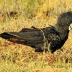 Red-tailed Black Cockatoo (Calyptorhynchus banksii)