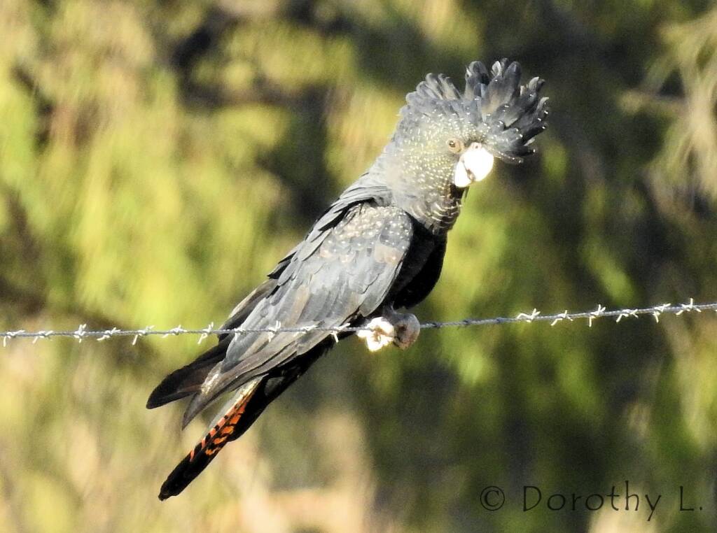 Red-tailed Black Cockatoo (Calyptorhynchus banksii)