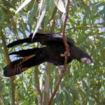 Red-tailed Black Cockatoo (Calyptorhynchus banksii)