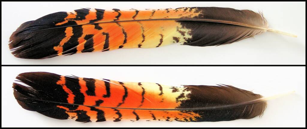 Red-tailed Black Cockatoo tail feathers