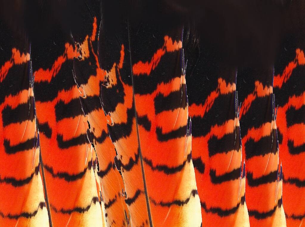 Red-tailed Black Cockatoo feather pattern