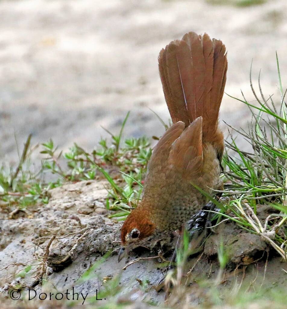Rufous Bristlebird © Dorothy L