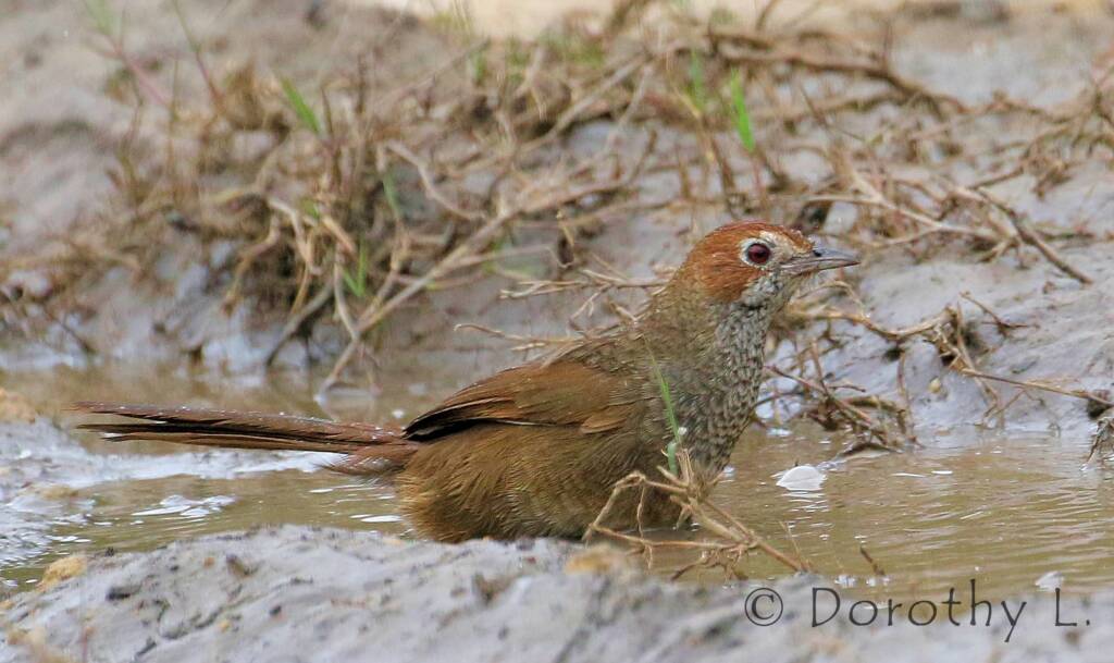 Rufous Bristlebird © Dorothy L