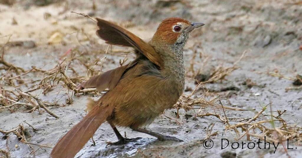 Rufous Bristlebird © Dorothy L