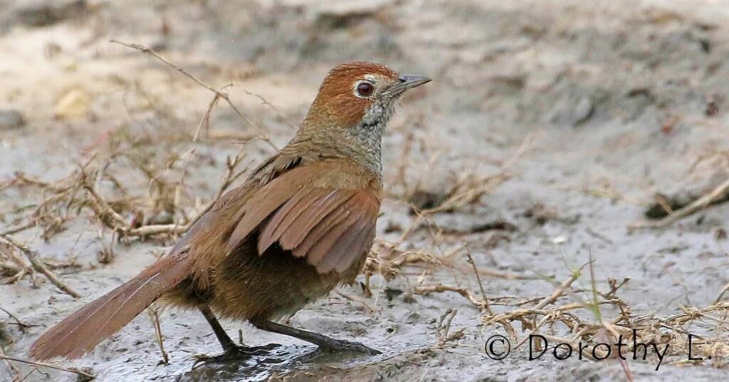 Rufous Bristlebird © Dorothy L