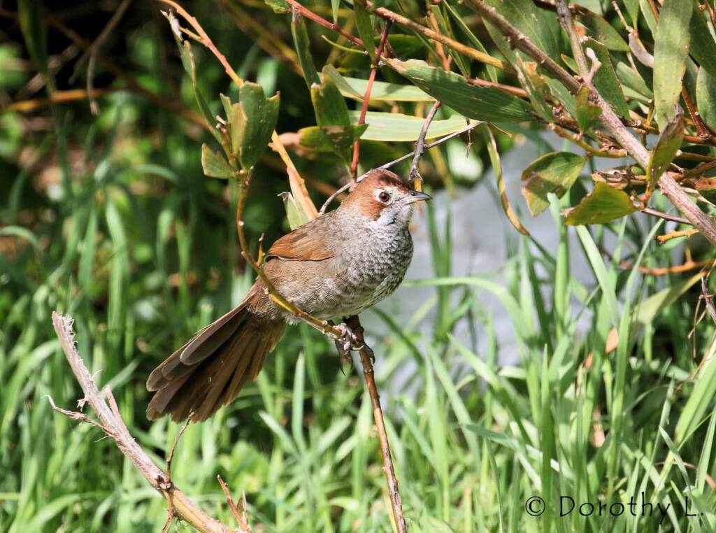 Rufous Bristlebird © Dorothy L