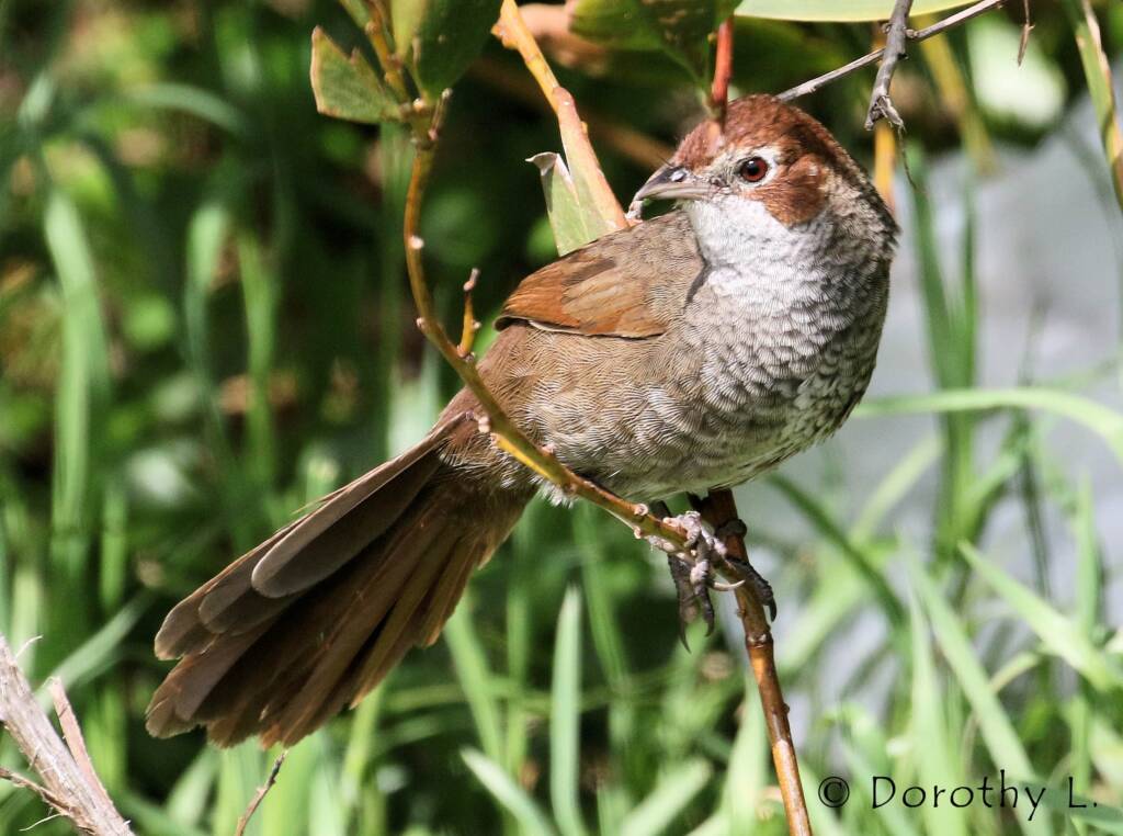 Rufous Bristlebird © Dorothy L