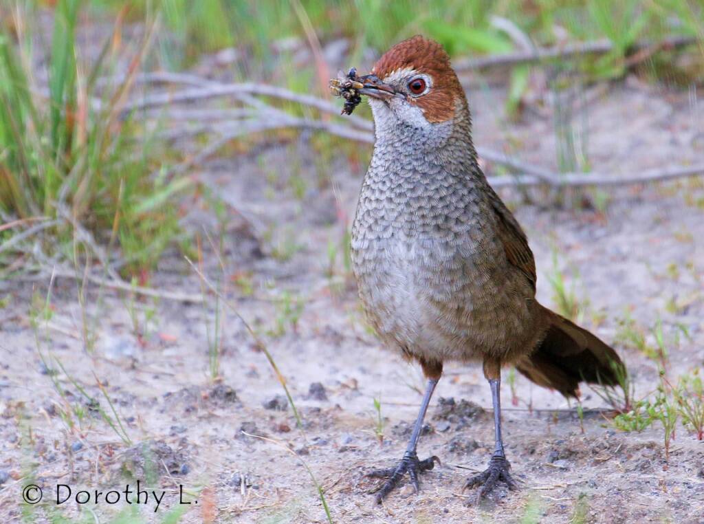 Rufous Bristlebird © Dorothy L