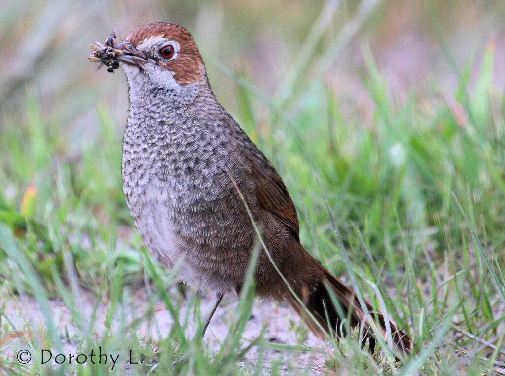 Rufous Bristlebird © Dorothy L