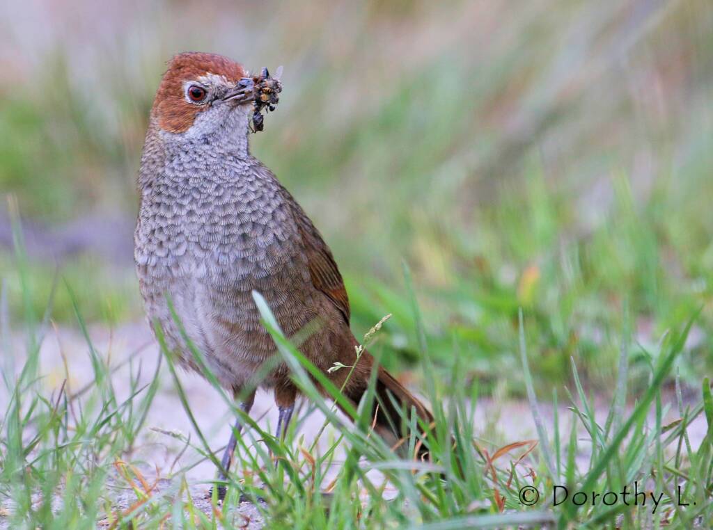 Rufous Bristlebird © Dorothy L