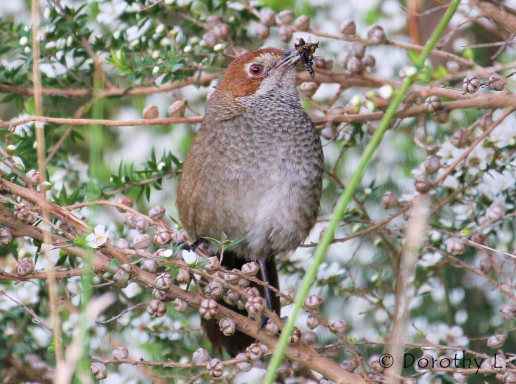 Rufous Bristlebird © Dorothy L