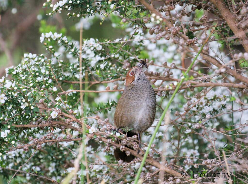 Rufous Bristlebird © Dorothy L