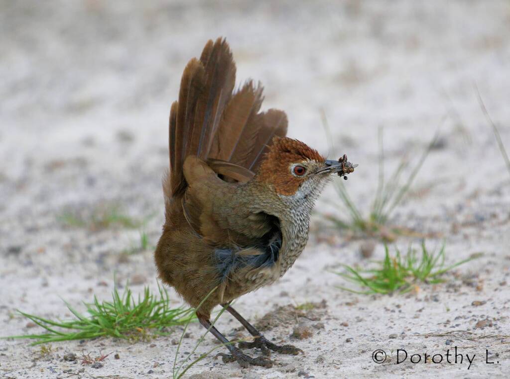 Rufous Bristlebird © Dorothy L