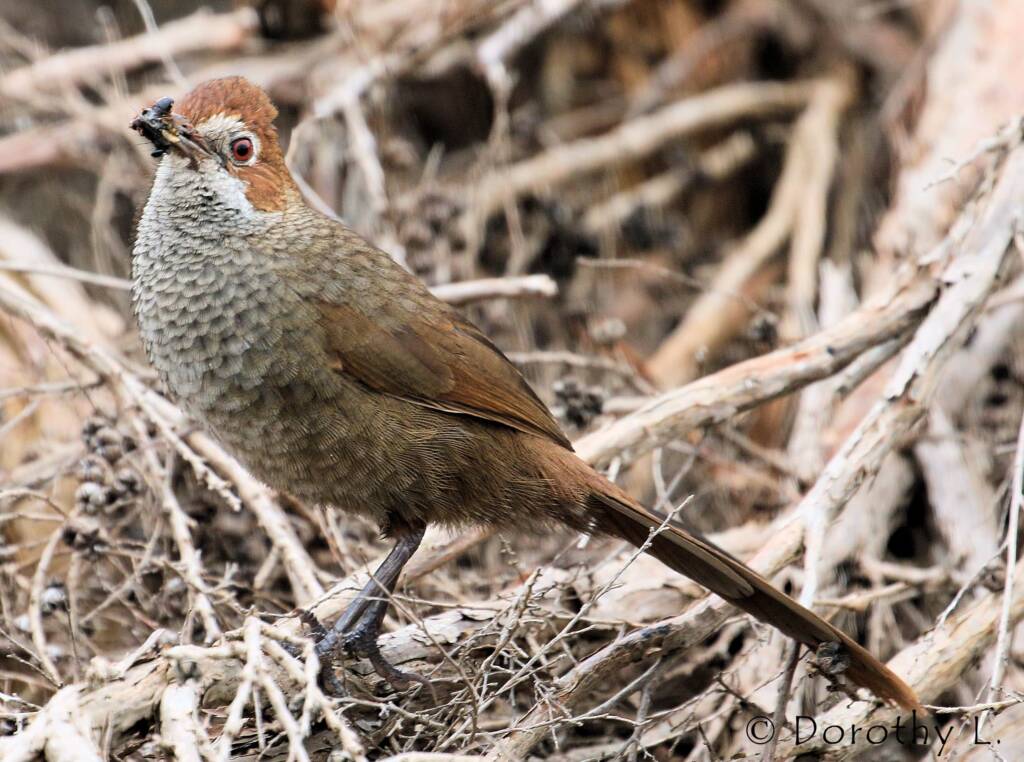 Rufous Bristlebird © Dorothy L