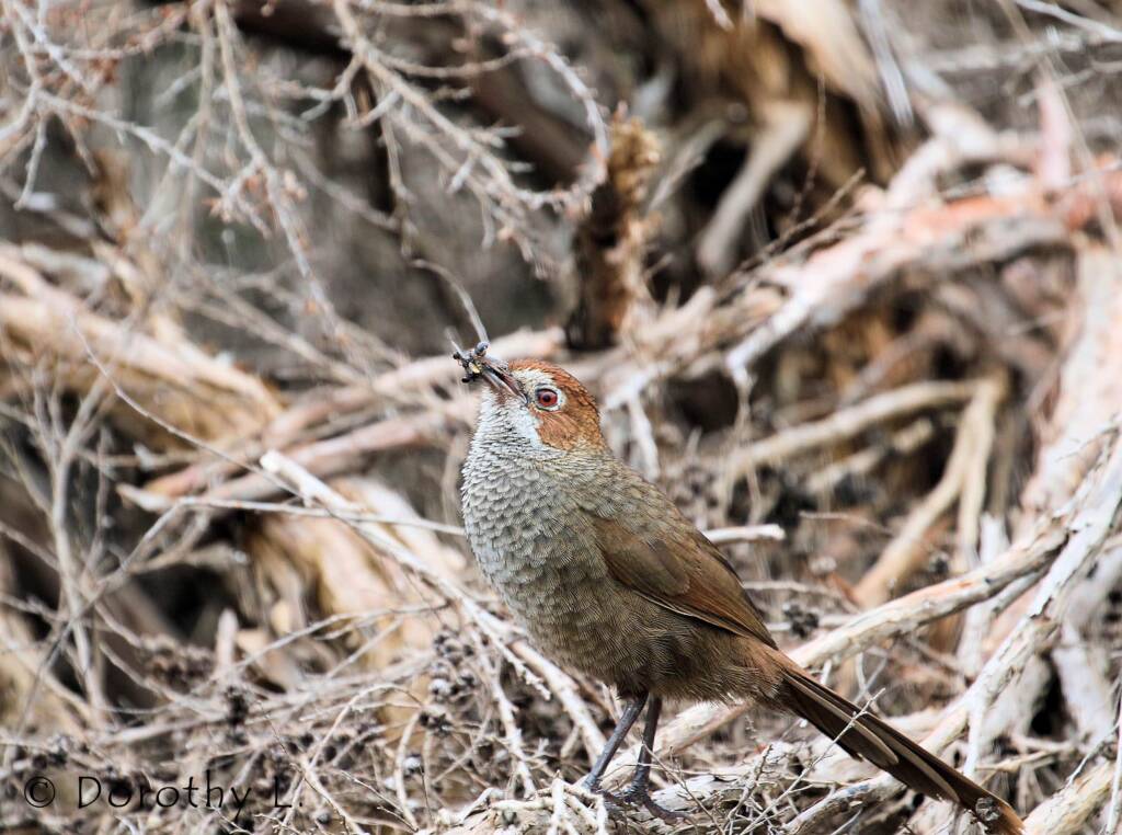 Rufous Bristlebird © Dorothy L